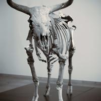 aurochs 111